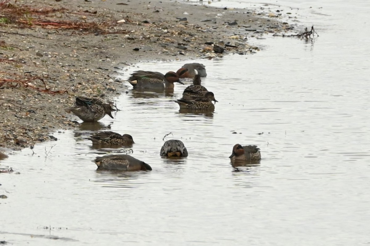 コガモ - ML644491748