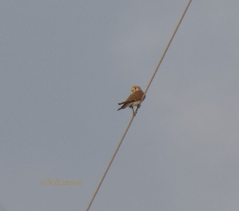 Eurasian Kestrel - ML644491749