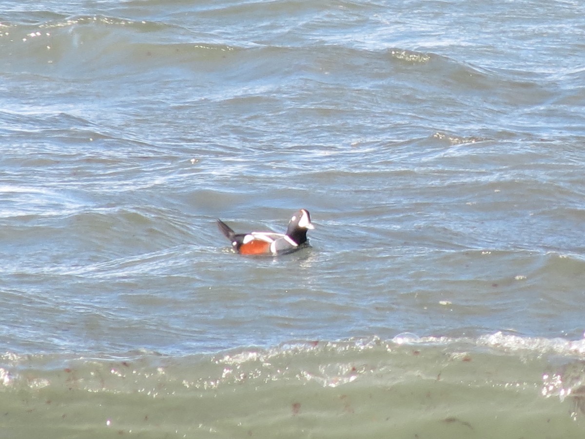 Хотгуужин чөрх - ML644491752