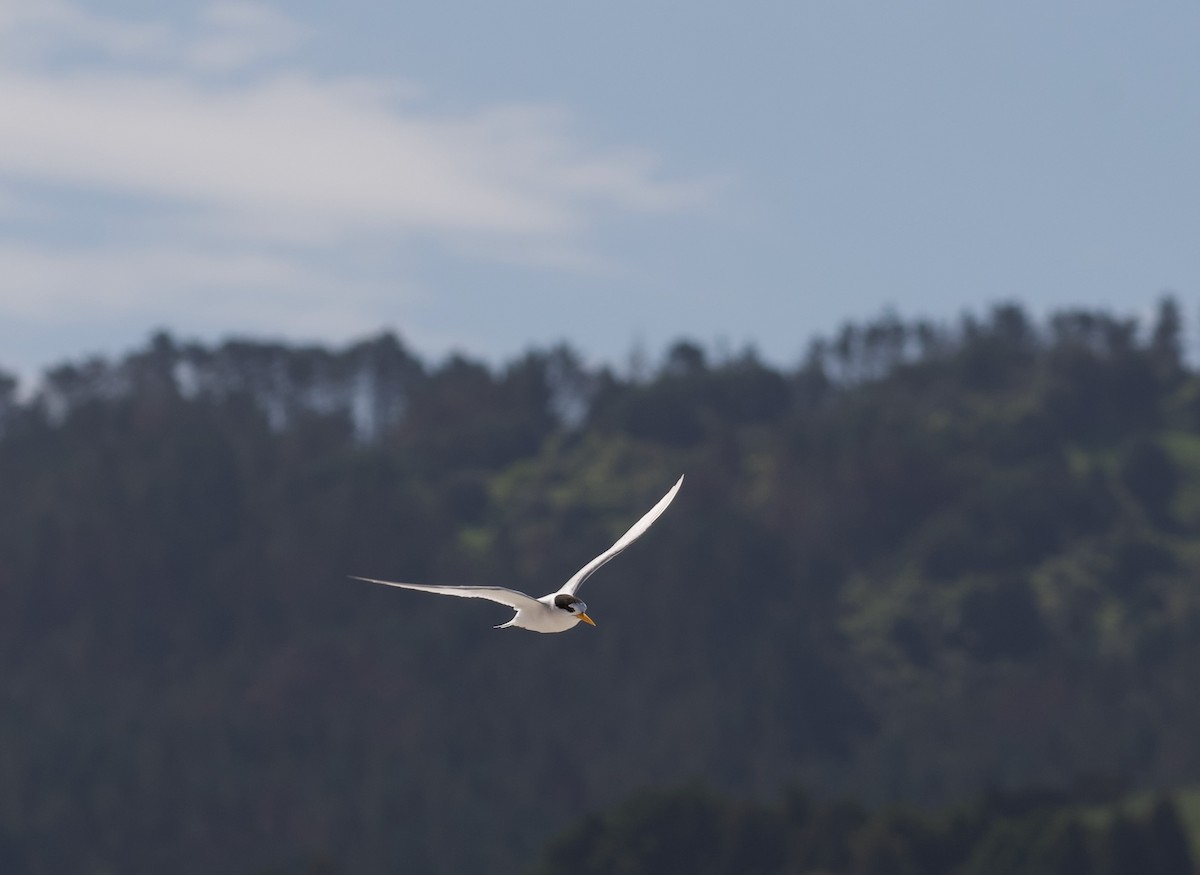 Australian Fairy Tern - ML644491754