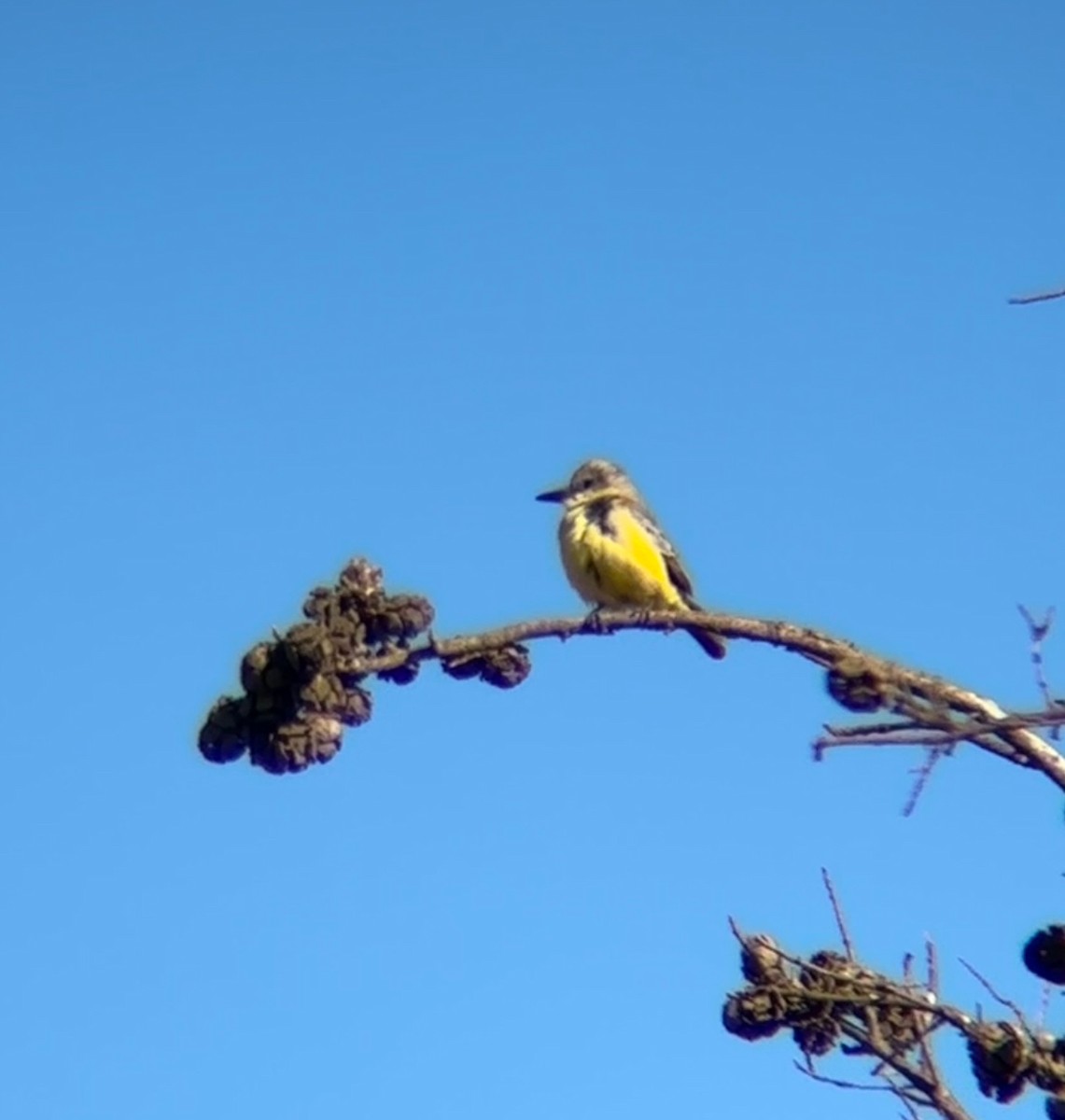 Tropical Kingbird - ML644491755