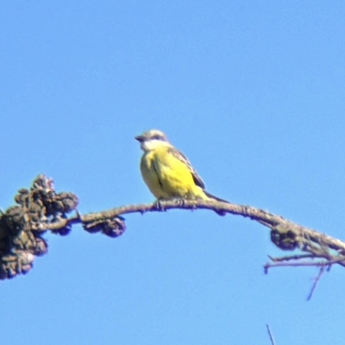 Tropical Kingbird - ML644491756