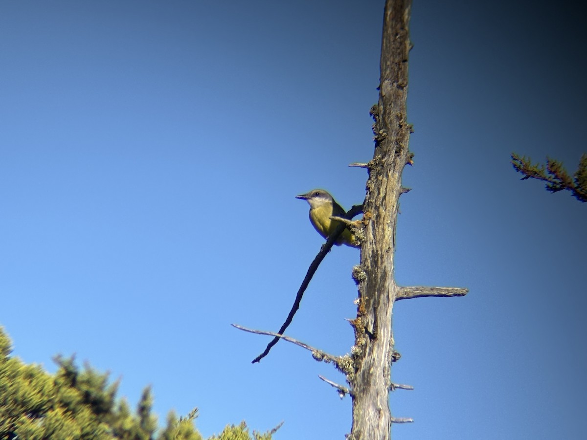 Tropical Kingbird - ML644491757