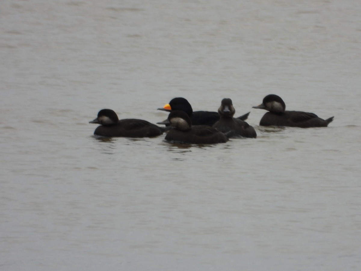 クロガモ - ML644491758