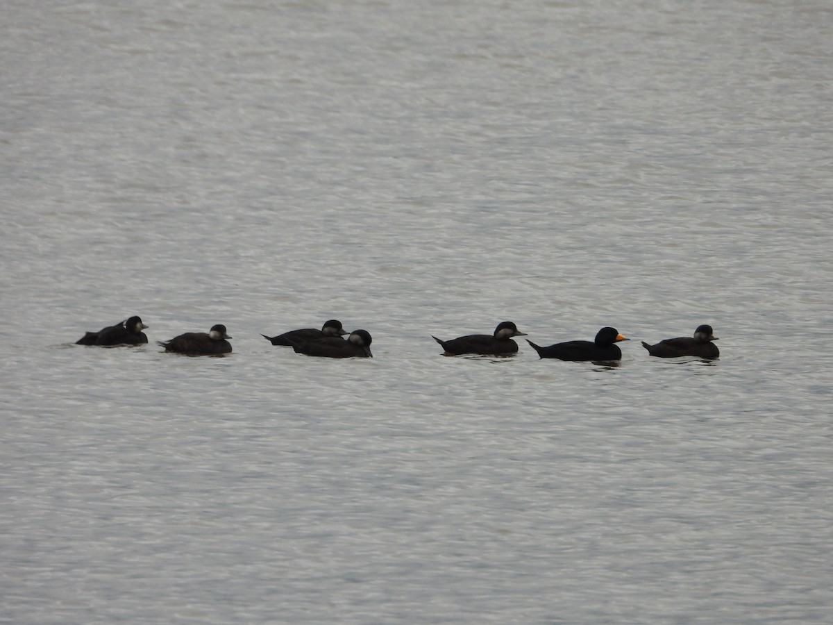 クロガモ - ML644491760