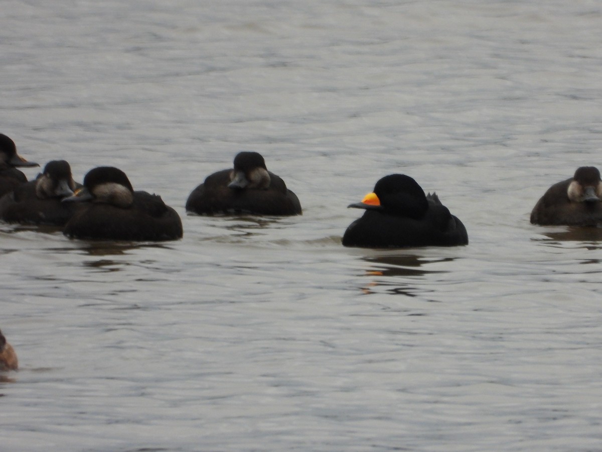 クロガモ - ML644491762