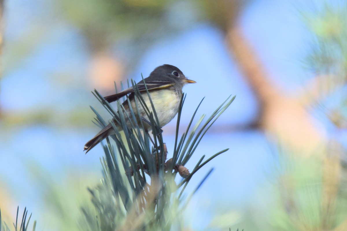 Least Flycatcher - ML644491768