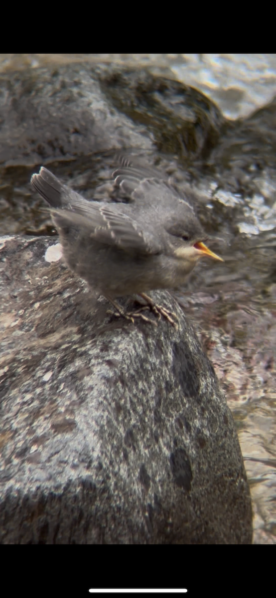 Серая оляпка - ML644491770