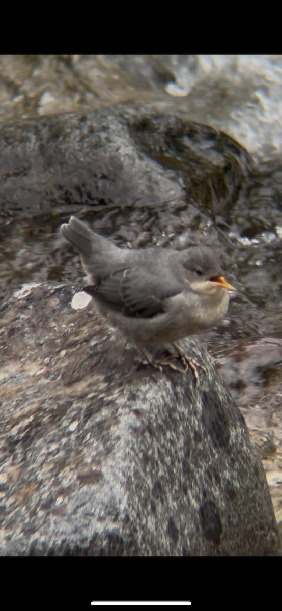 Серая оляпка - ML644491771