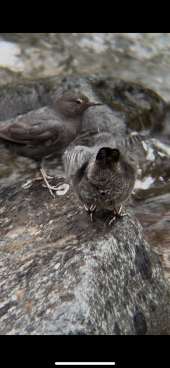 Серая оляпка - ML644491772