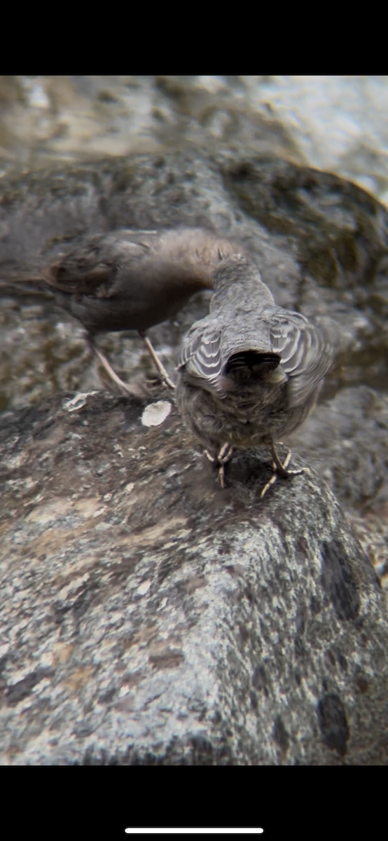 Серая оляпка - ML644491773