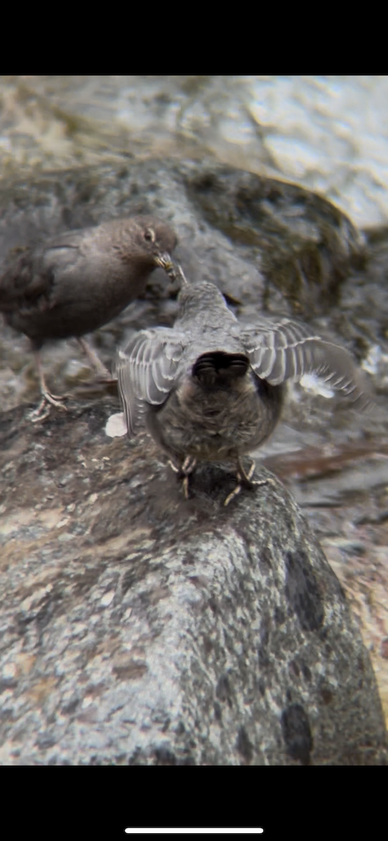 Серая оляпка - ML644491774