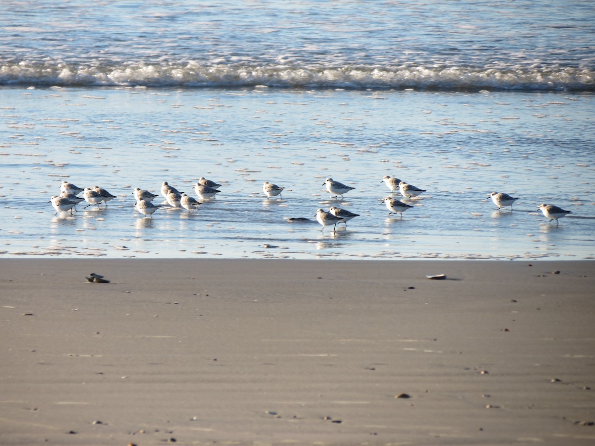 Гурвалж элсэг - ML644491779