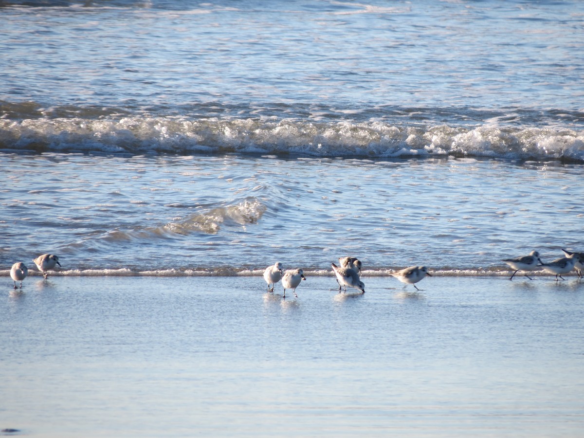 Гурвалж элсэг - ML644491783