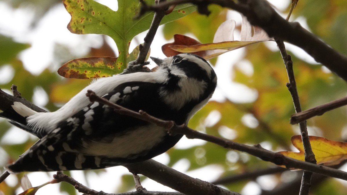 dunspett (pubescens/medianus) - ML644491784