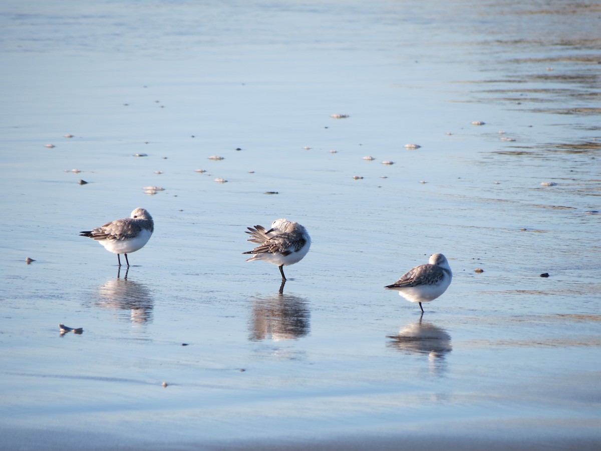 Гурвалж элсэг - ML644491787