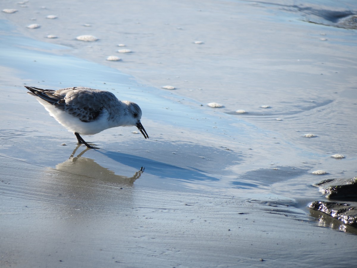Гурвалж элсэг - ML644491795