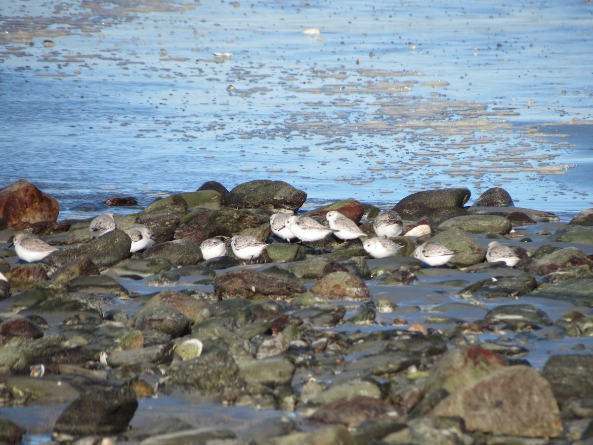 Гурвалж элсэг - ML644491801