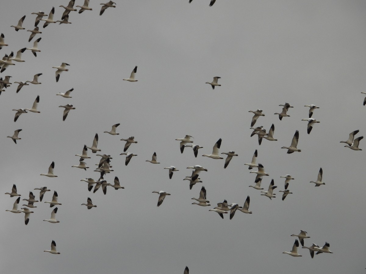 ハクガン - ML644491802