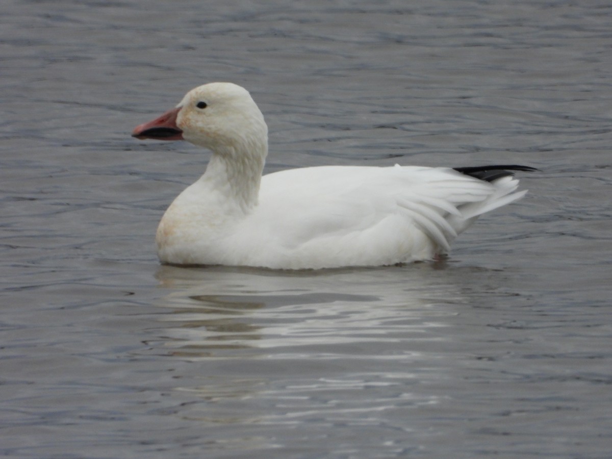 ハクガン - ML644491803