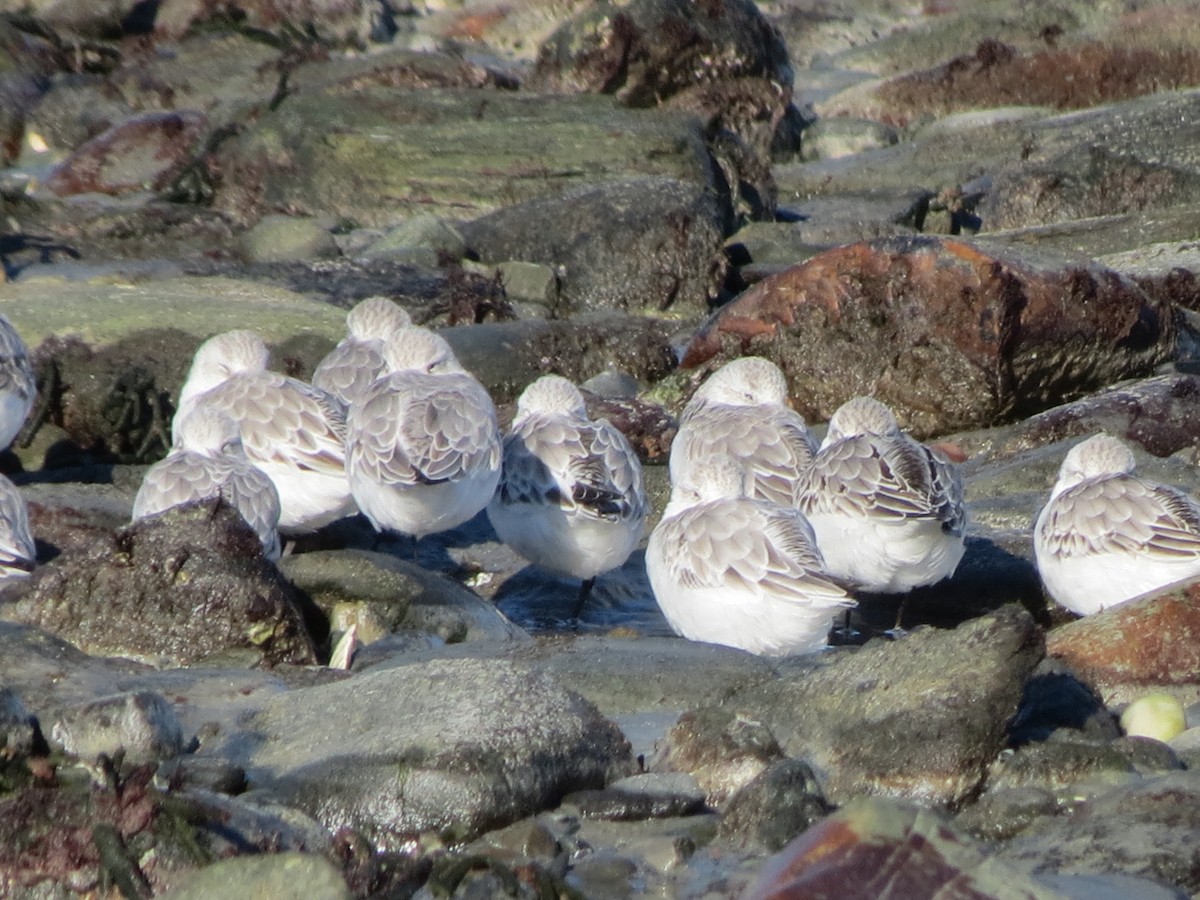 Гурвалж элсэг - ML644491804