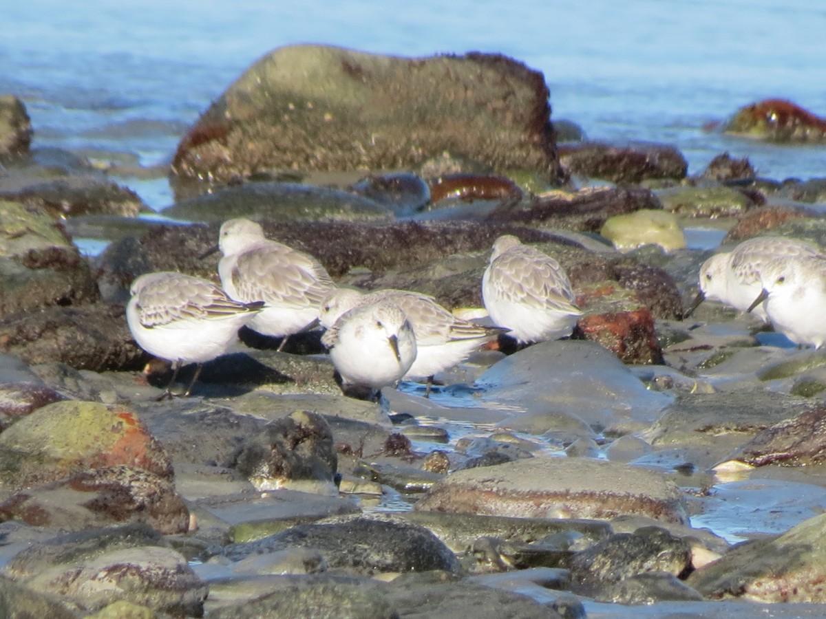 Гурвалж элсэг - ML644491809