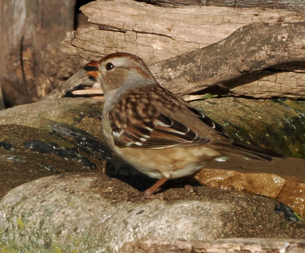 White-crowned Sparrow (Gambel's) - ML644491811