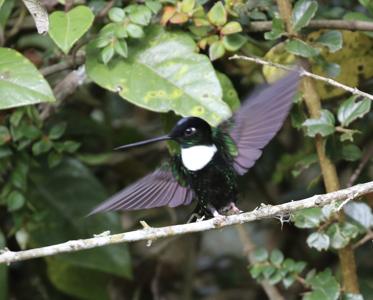 Collared Inca - ML644491812