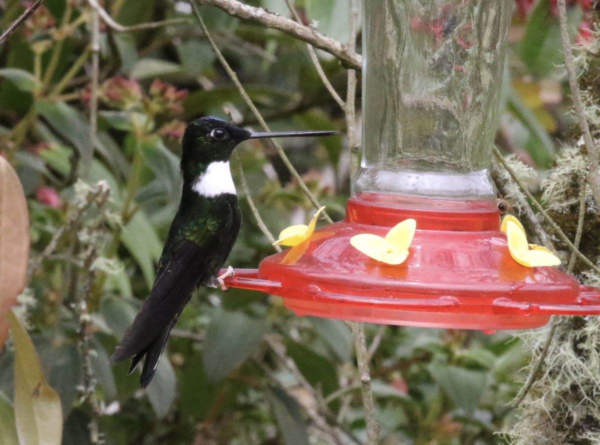 Collared Inca - ML644491813