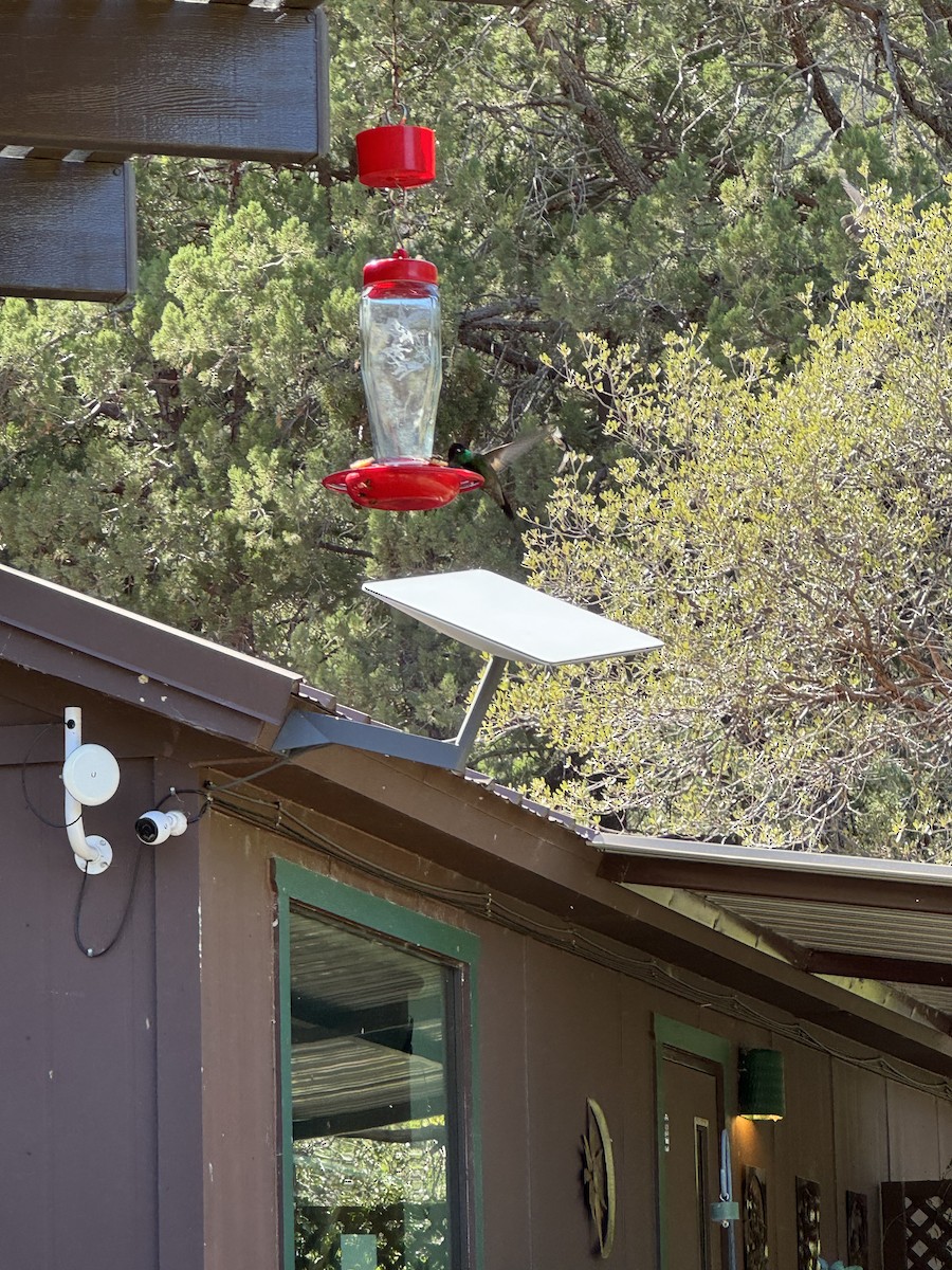 Rivoli's Hummingbird - ML644491816