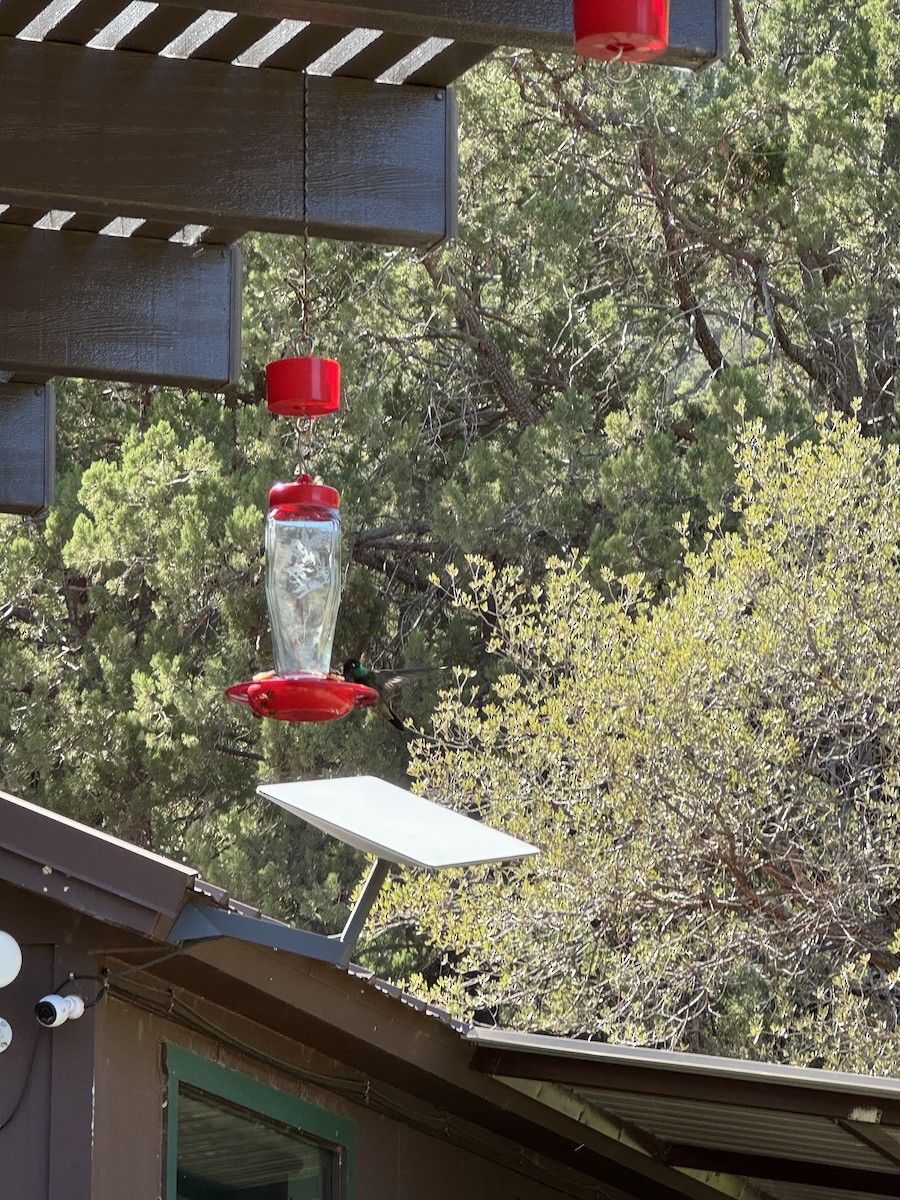 Rivoli's Hummingbird - ML644491817