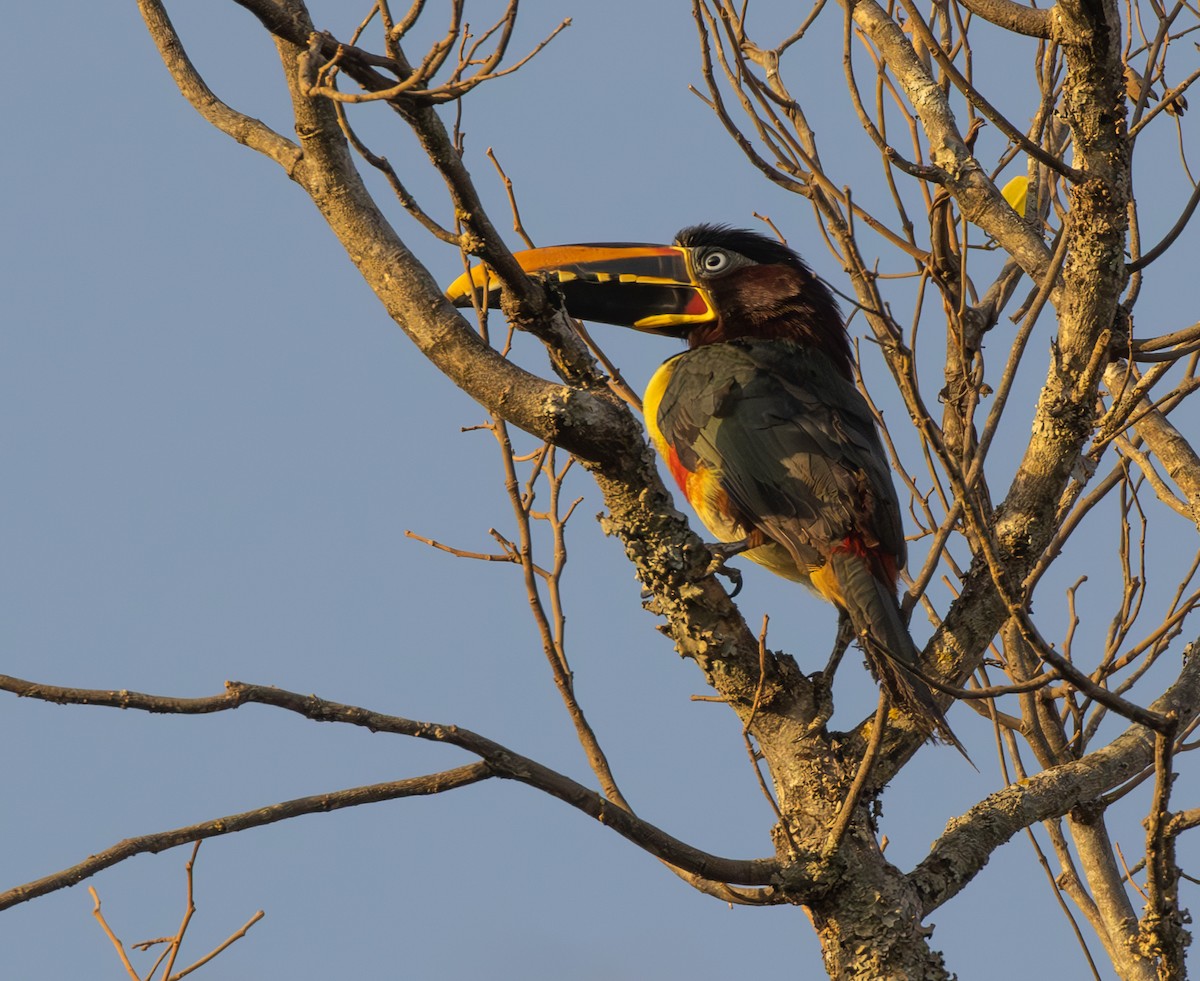 arassari hnědouchý - ML644491822