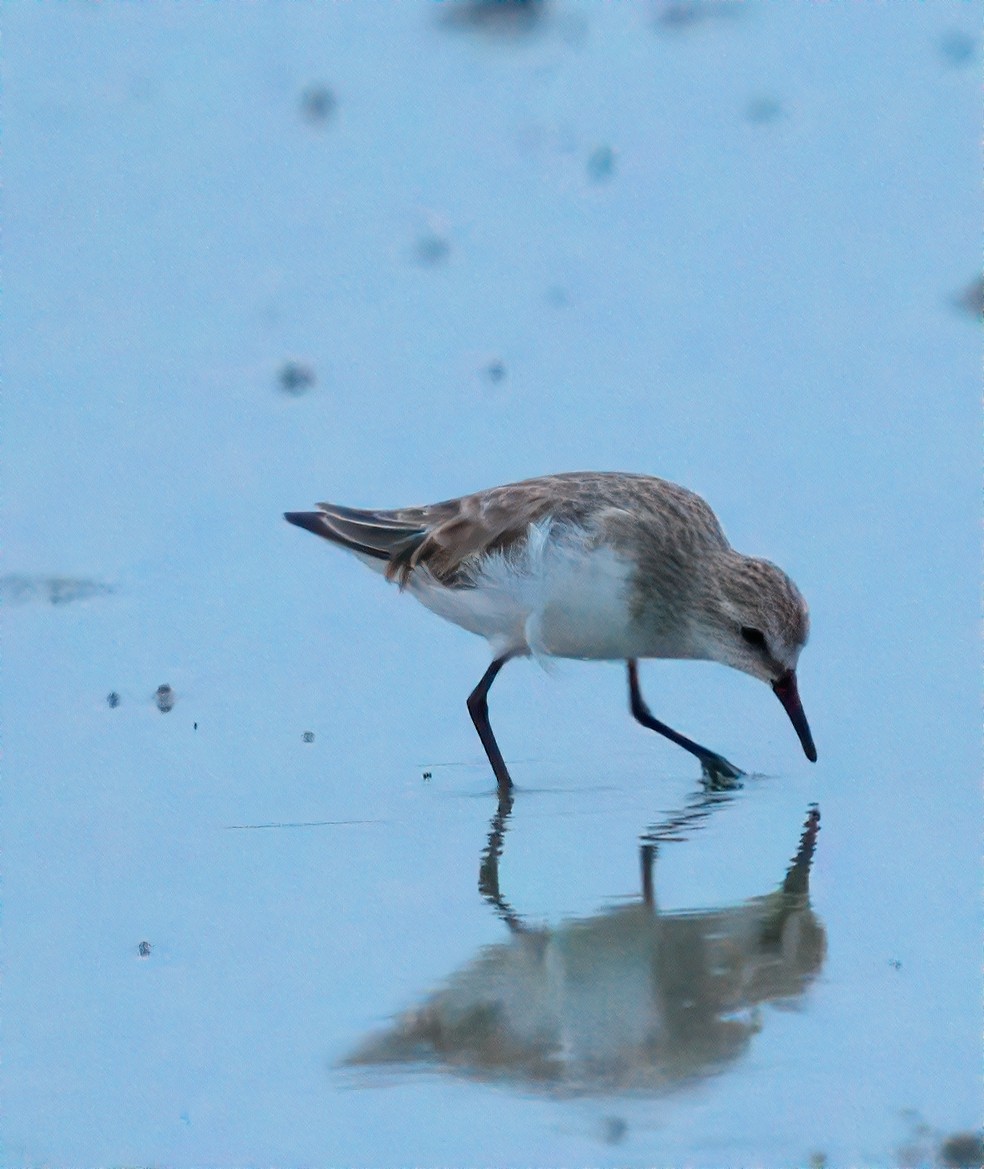 Хар элсэг - ML644491825