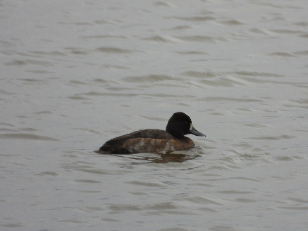 コスズガモ - ML644491831