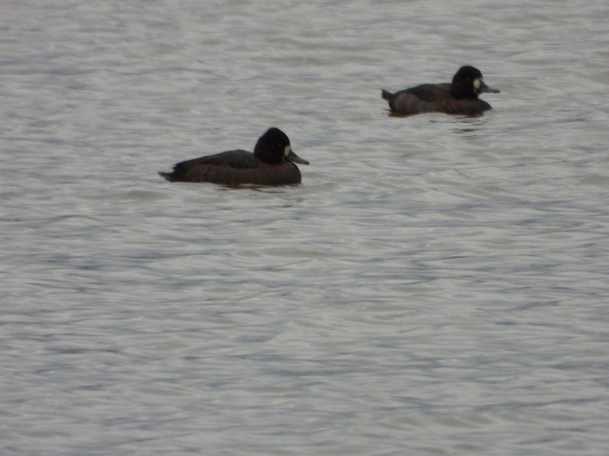 コスズガモ - ML644491832