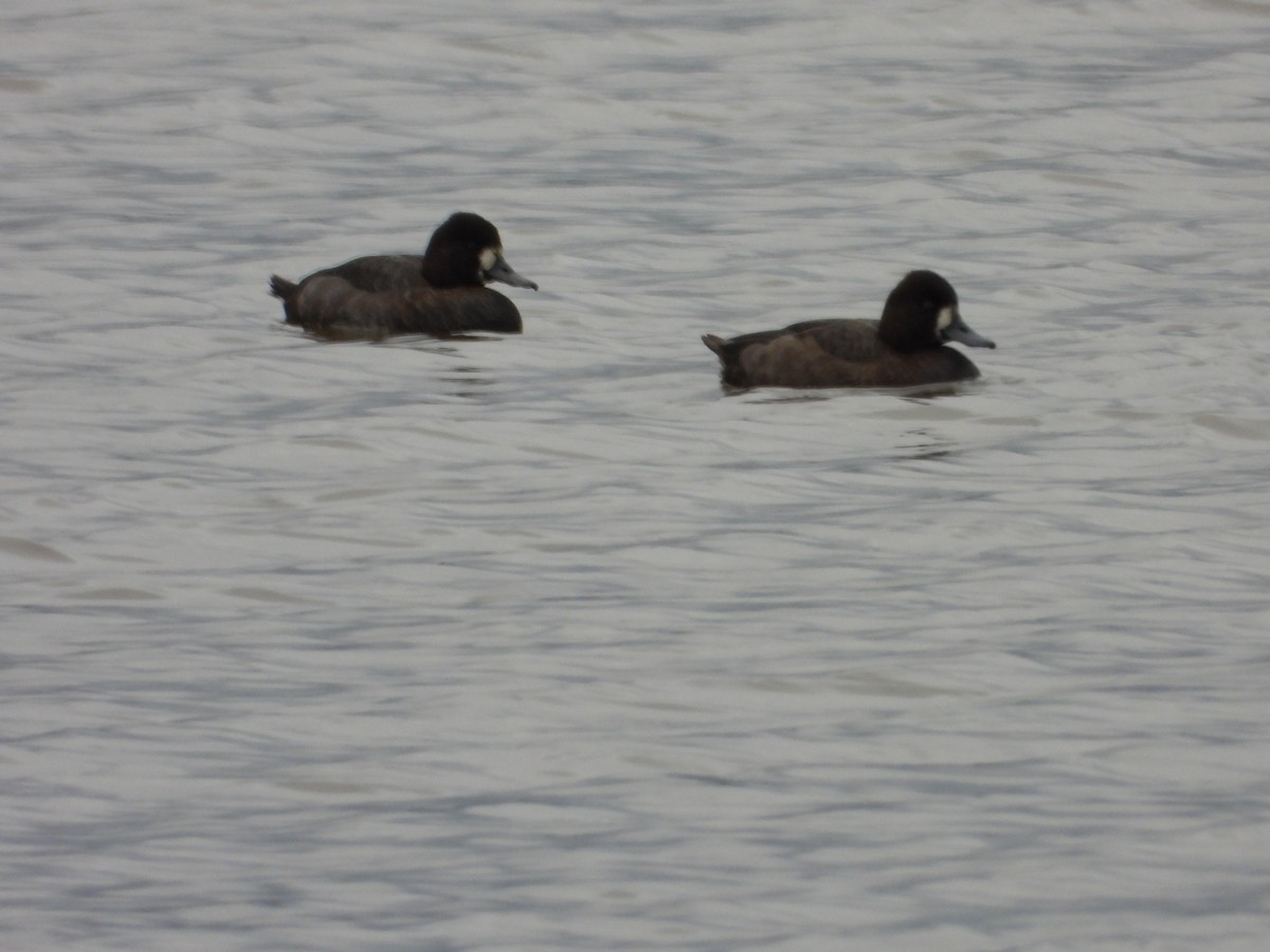 コスズガモ - ML644491833