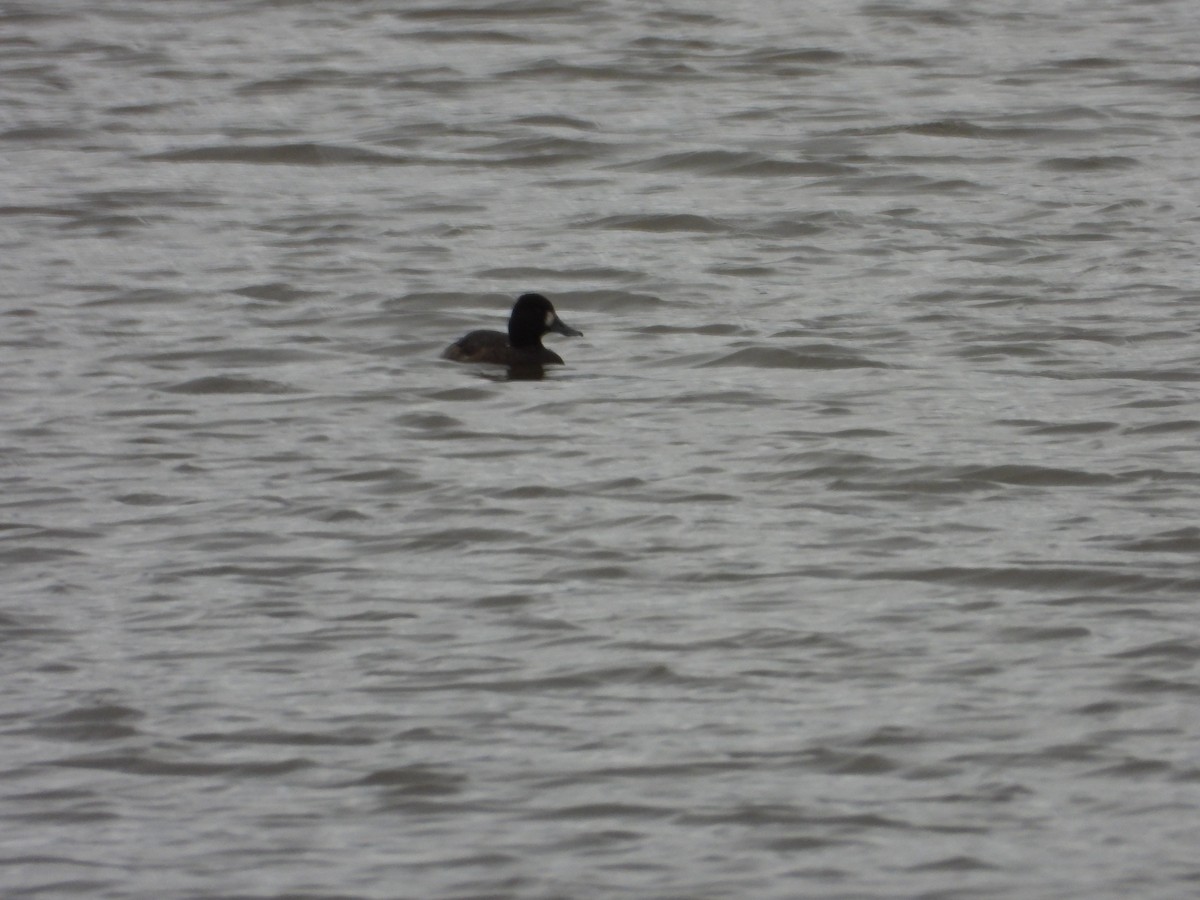 コスズガモ - ML644491834