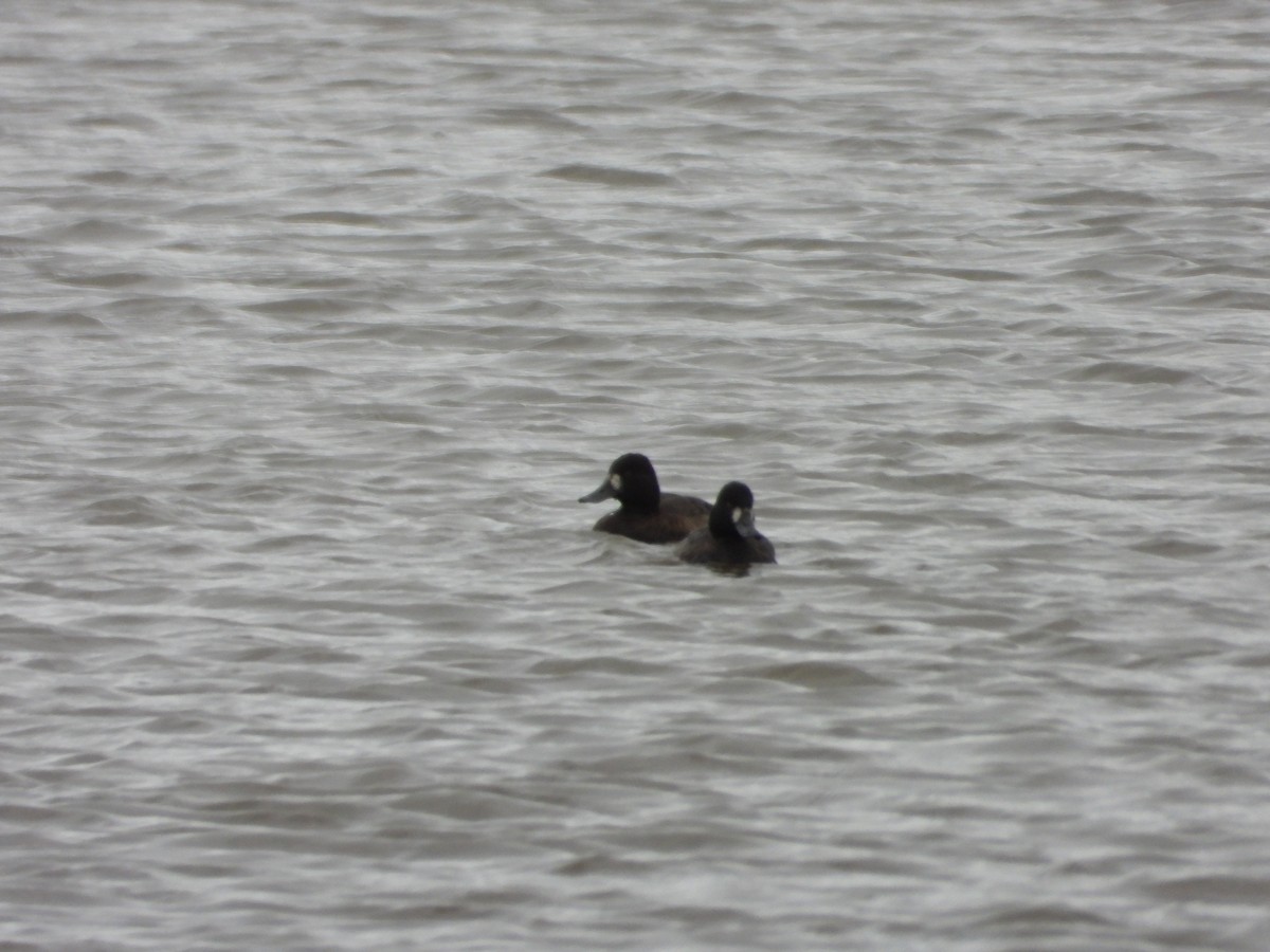 コスズガモ - ML644491835