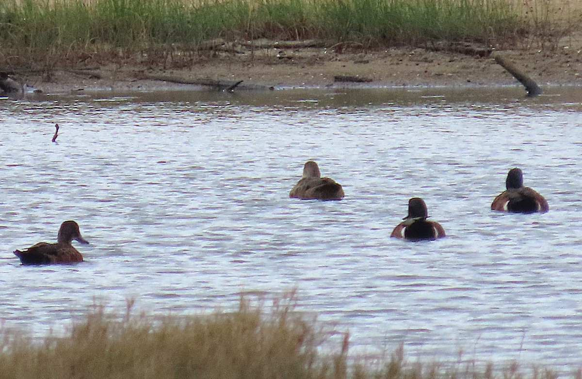 Chestnut Teal - ML644491848