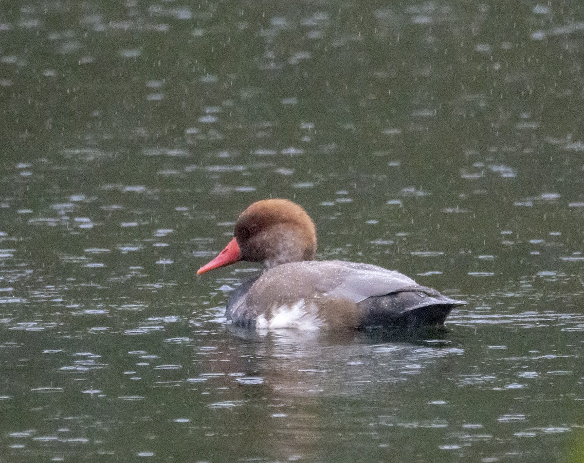 rødhodeand - ML644491850