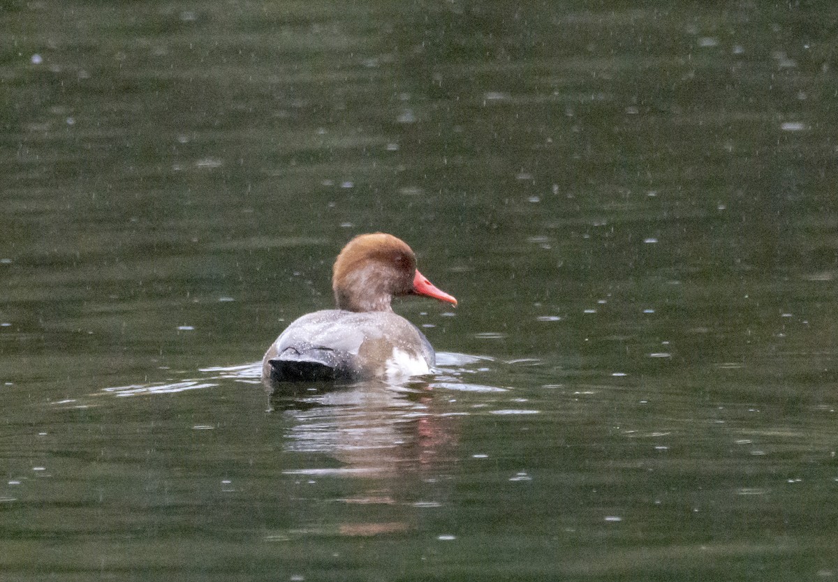 rødhodeand - ML644491851