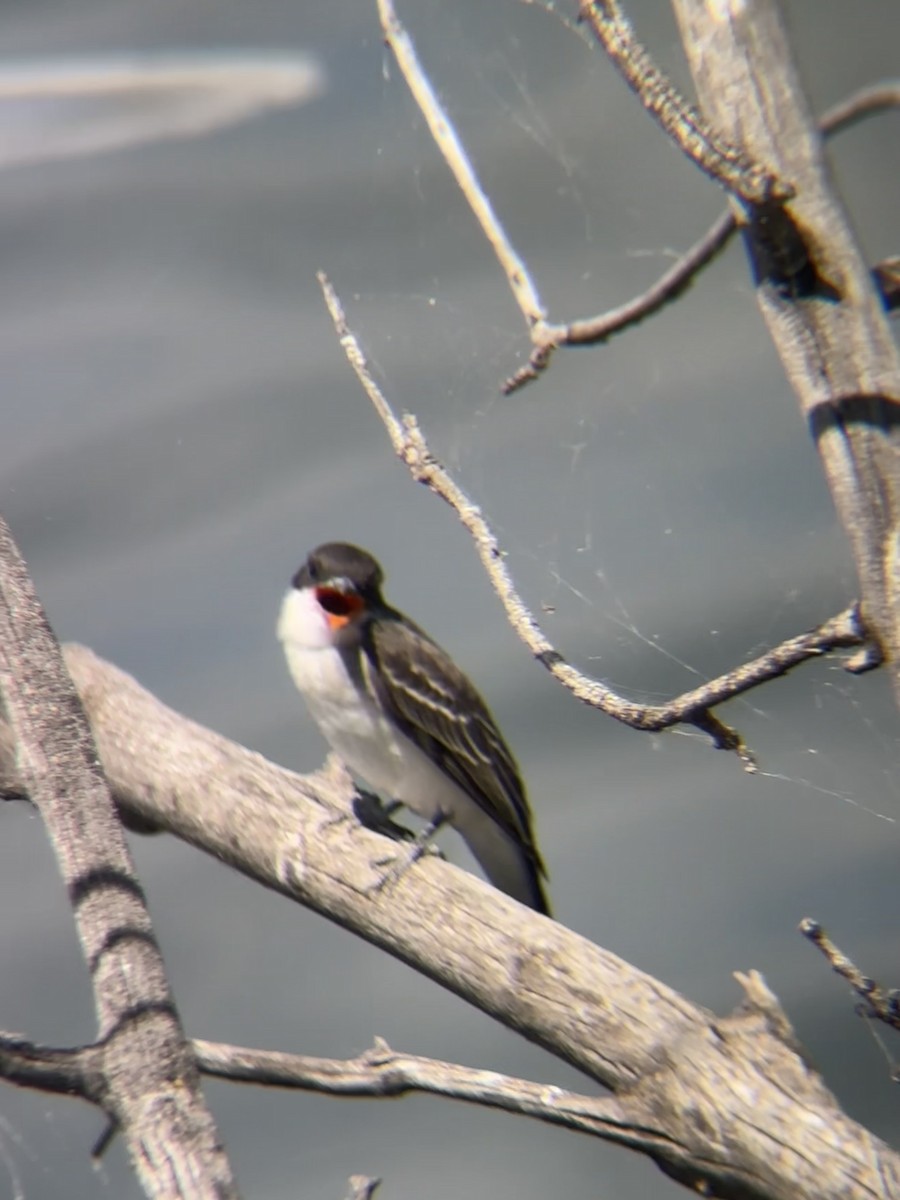 Eastern Kingbird - ML644491878
