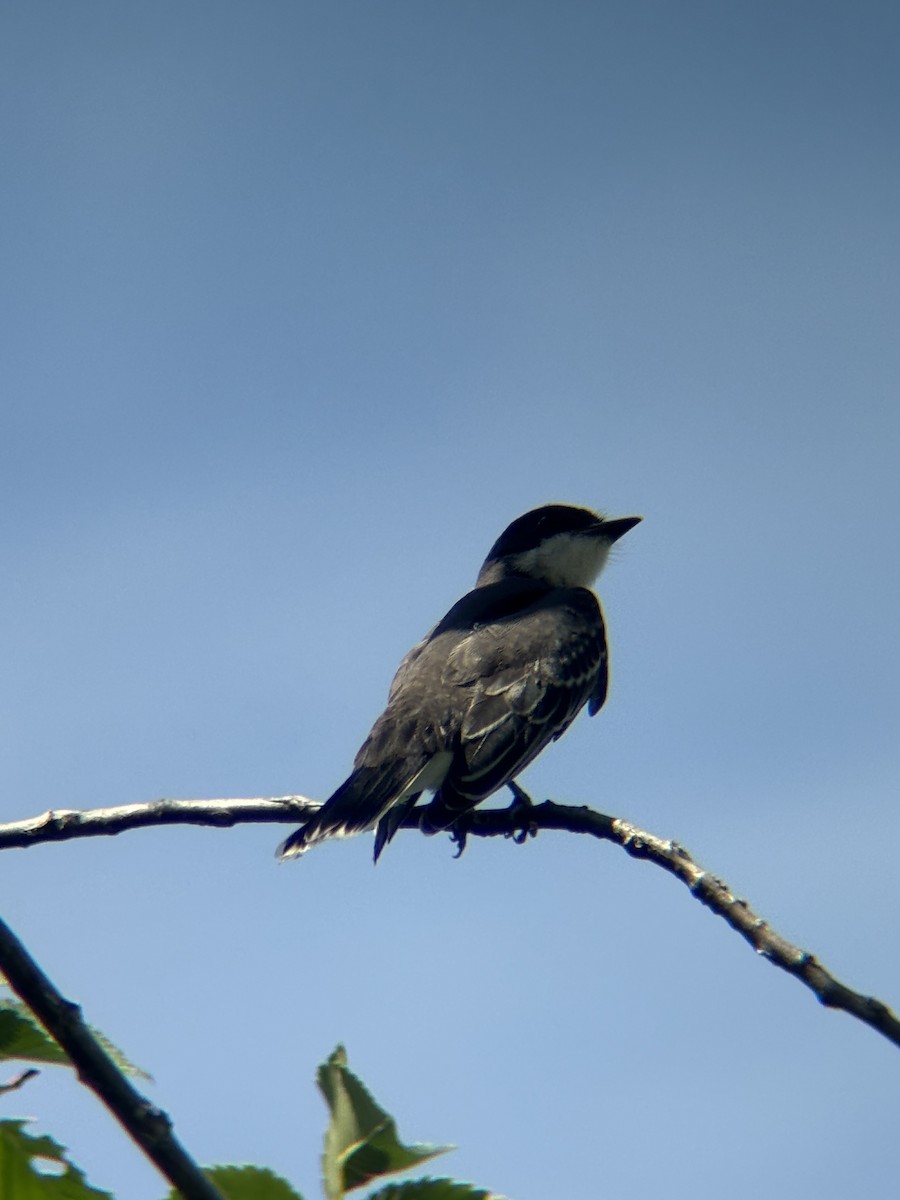 Eastern Kingbird - ML644491879
