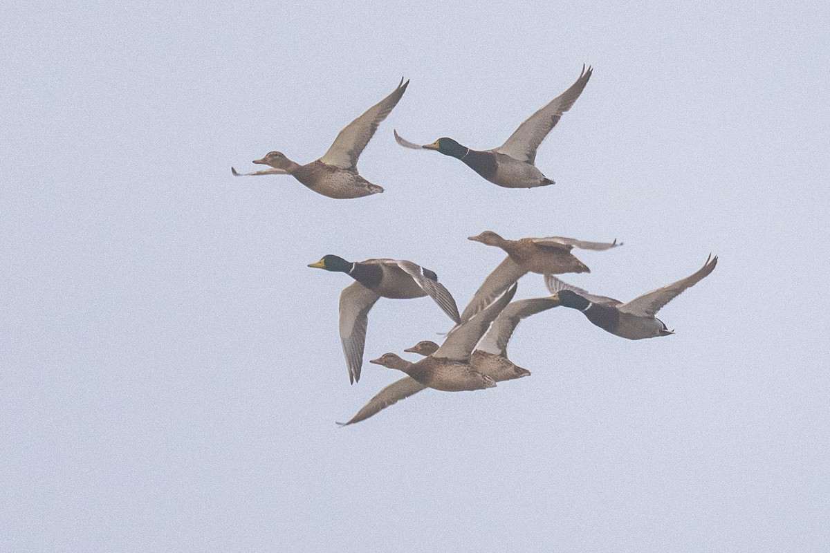 Зэрлэг нугас - ML644491880