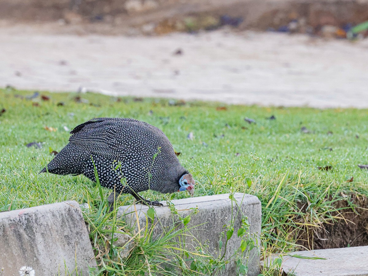 Helmeted Guineafowl - ML644491881