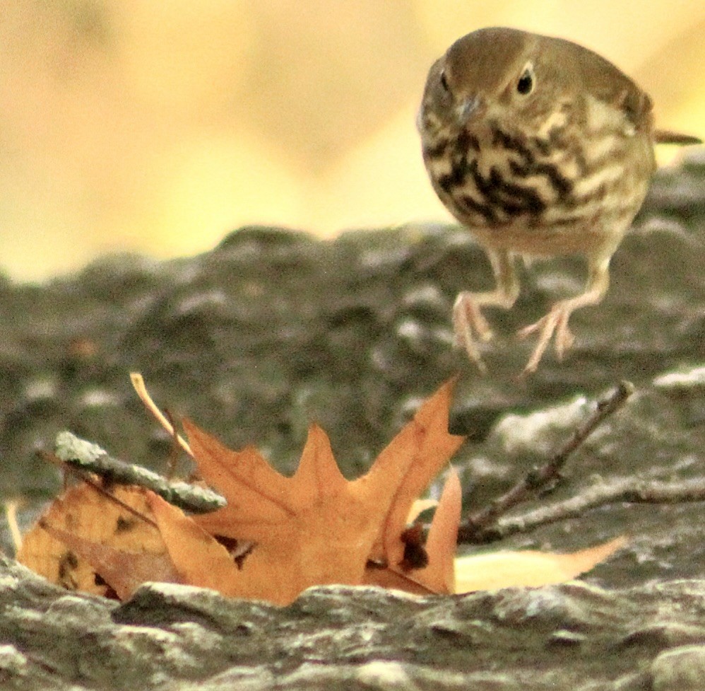 Hermit Thrush - ML644491884