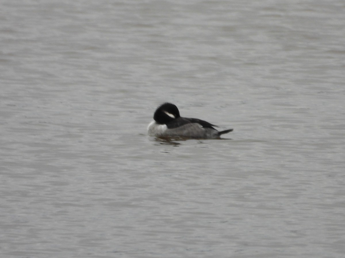 ヒメハジロ - ML644491888