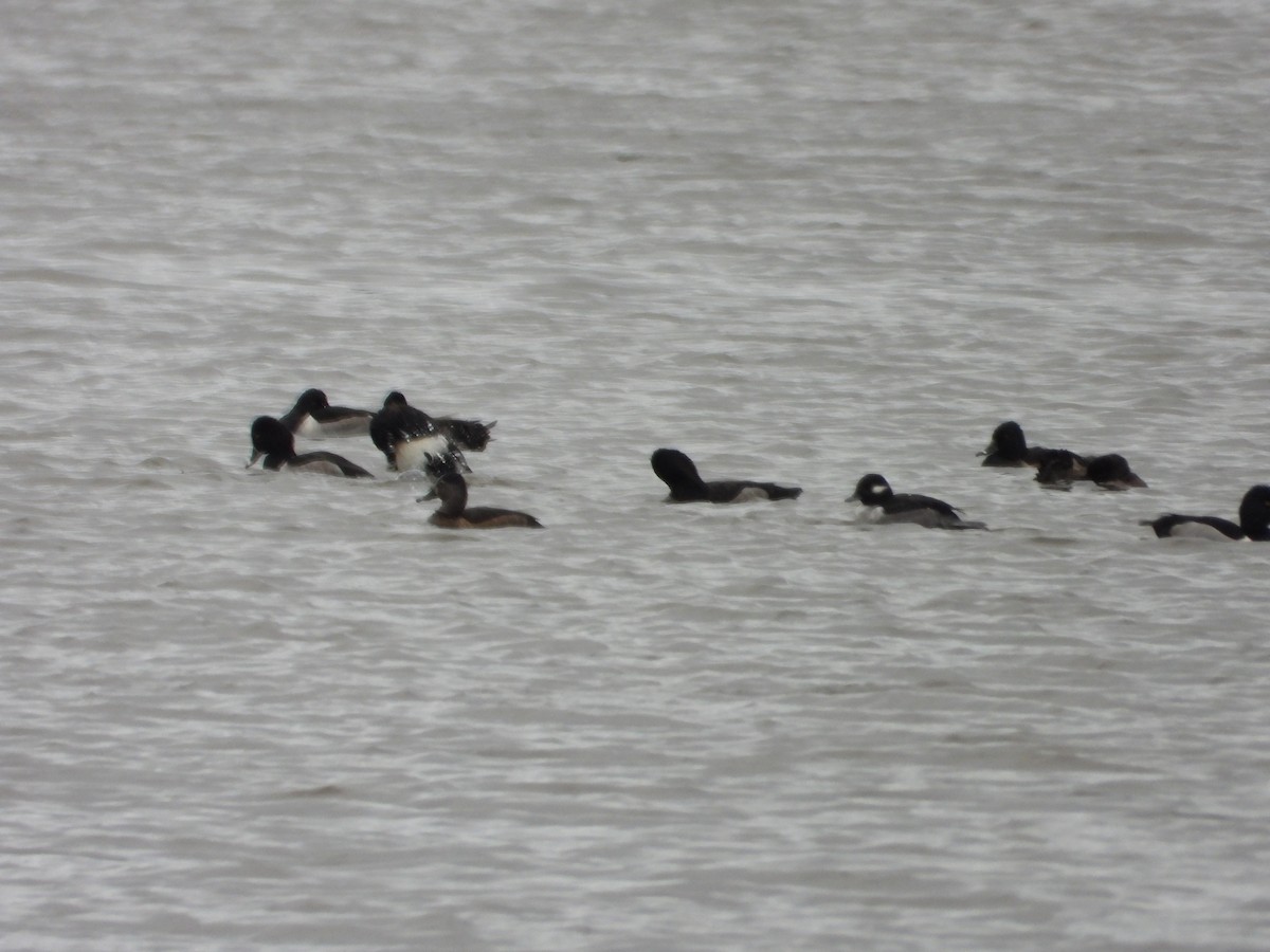 ヒメハジロ - ML644491889