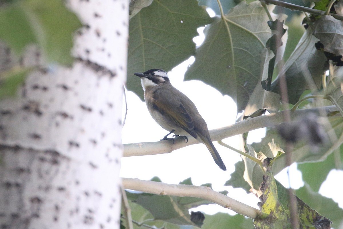 Light-vented Bulbul - ML644491908