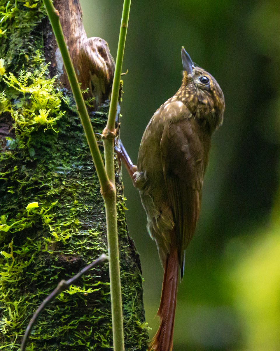 チビオニキバシリ - ML644491909